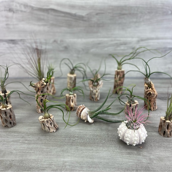 🔆AIR PLANT DRYED CACTUS 🔆 REAL PLANTS DECOR - Picture 4 of 9